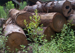 tidewater pecky logs